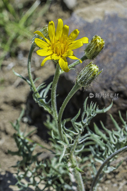 鹤嘴菊(Crepis modocensis)是雏菊科开花植物，俗称鹤嘴菊。黄石国家公园，怀俄明州。